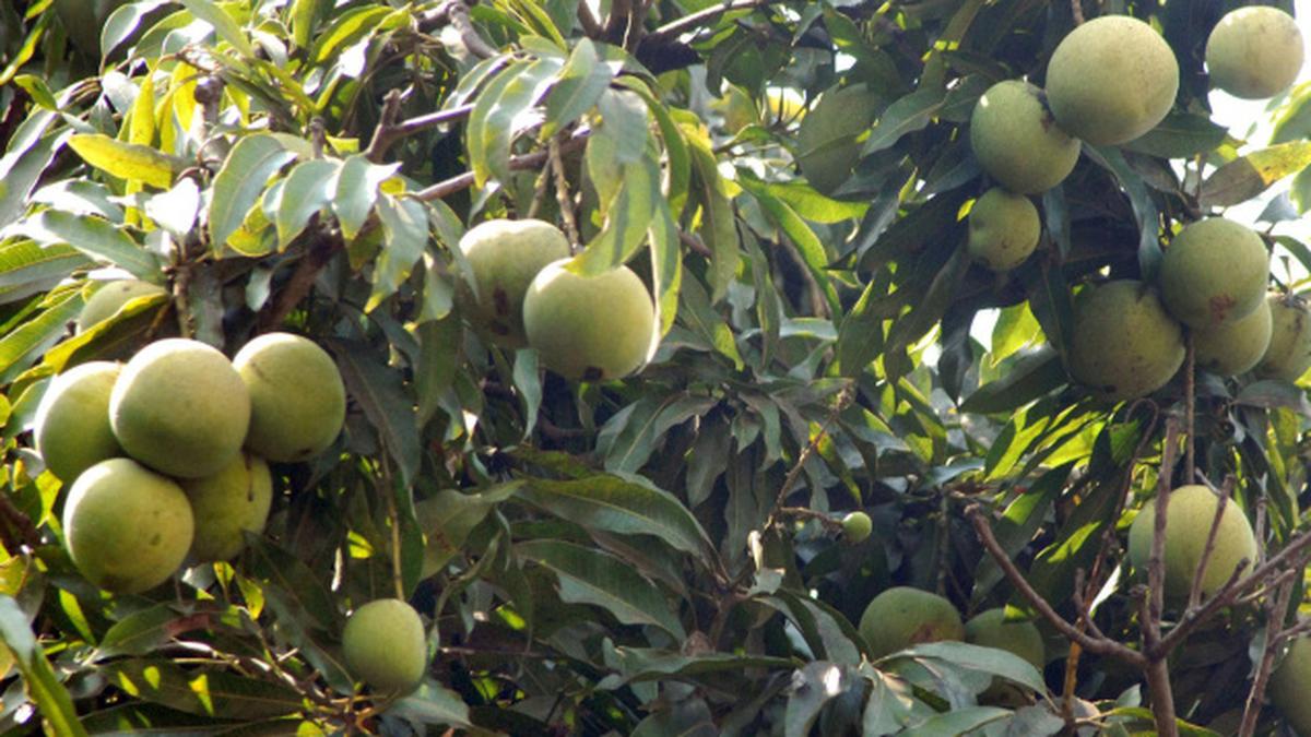 Summer showers come as a big relief for mango growers The Hindu