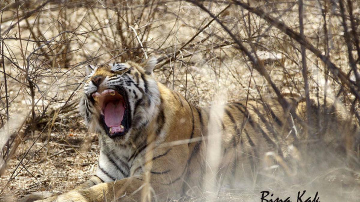 Watching machli the tiger queen of yore the hindu