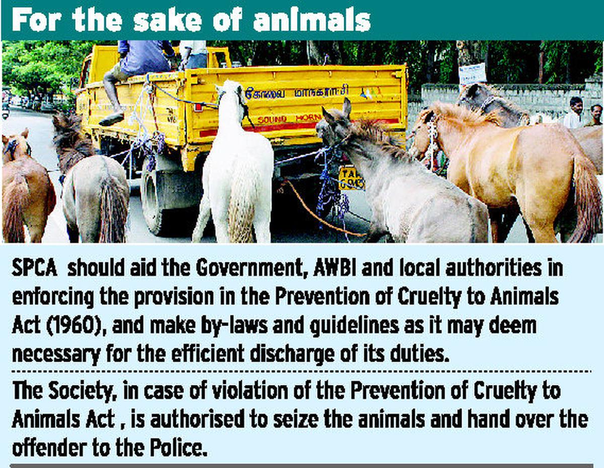 Functioning of SPCA ineffective, say activists - The Hindu