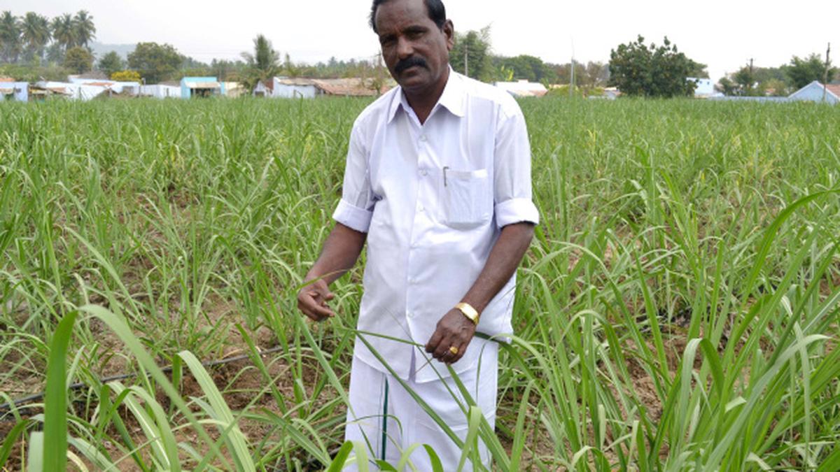 Record harvest of 98.3 tonnes - The Hindu