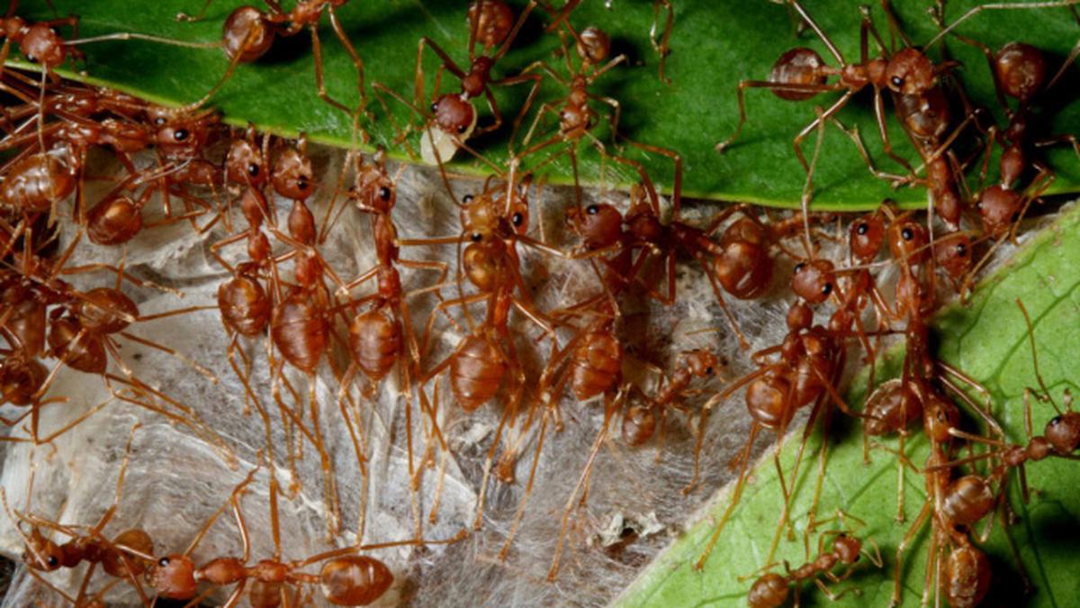 Going wild at home The Hindu