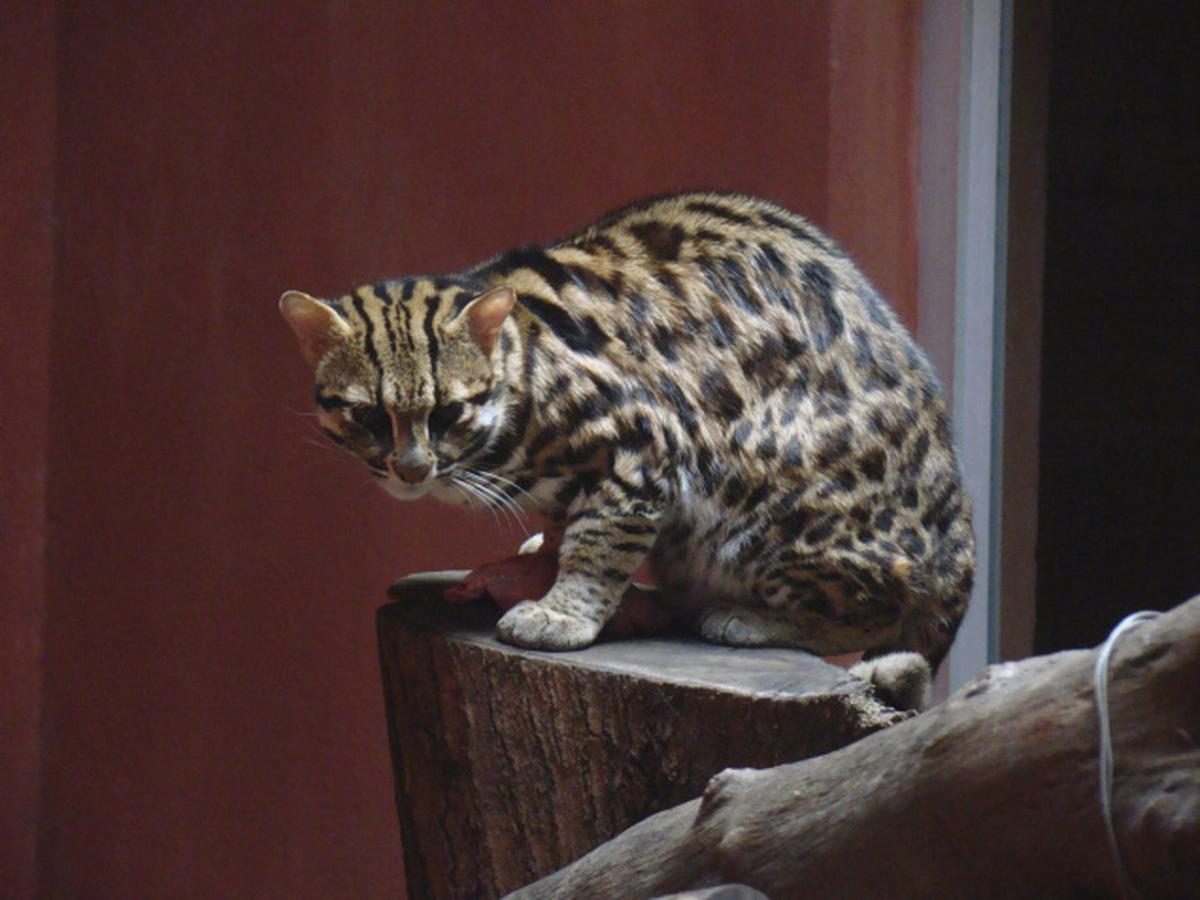 This is a rare cat now The Hindu