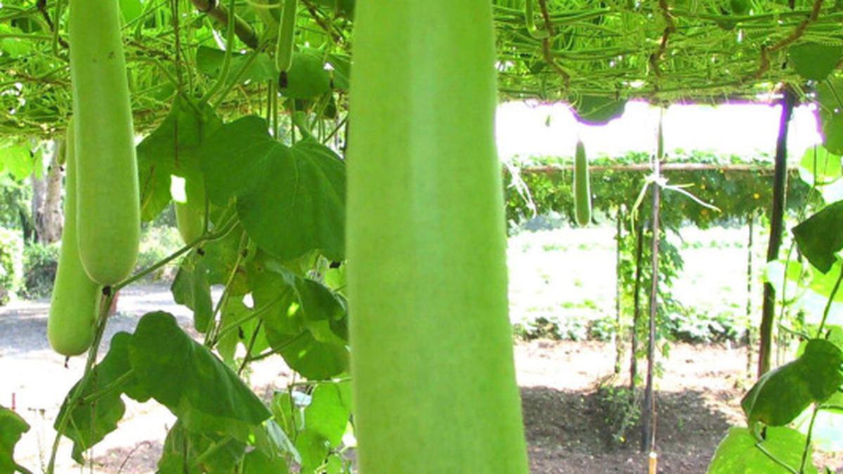 Beware bottle gourd, if juice is bitter The Hindu