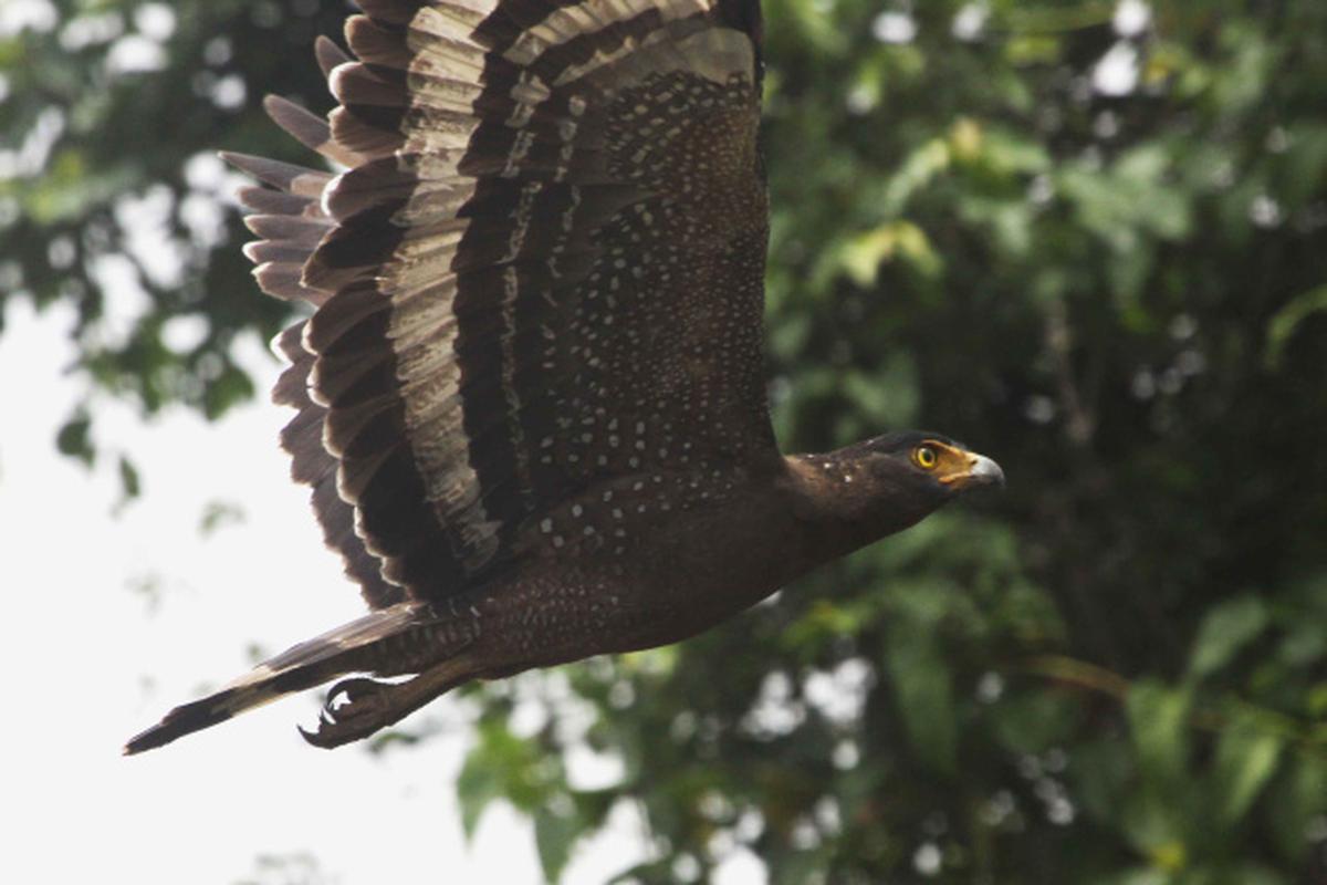 Wild trail Malabar’s ornithological survey The Hindu