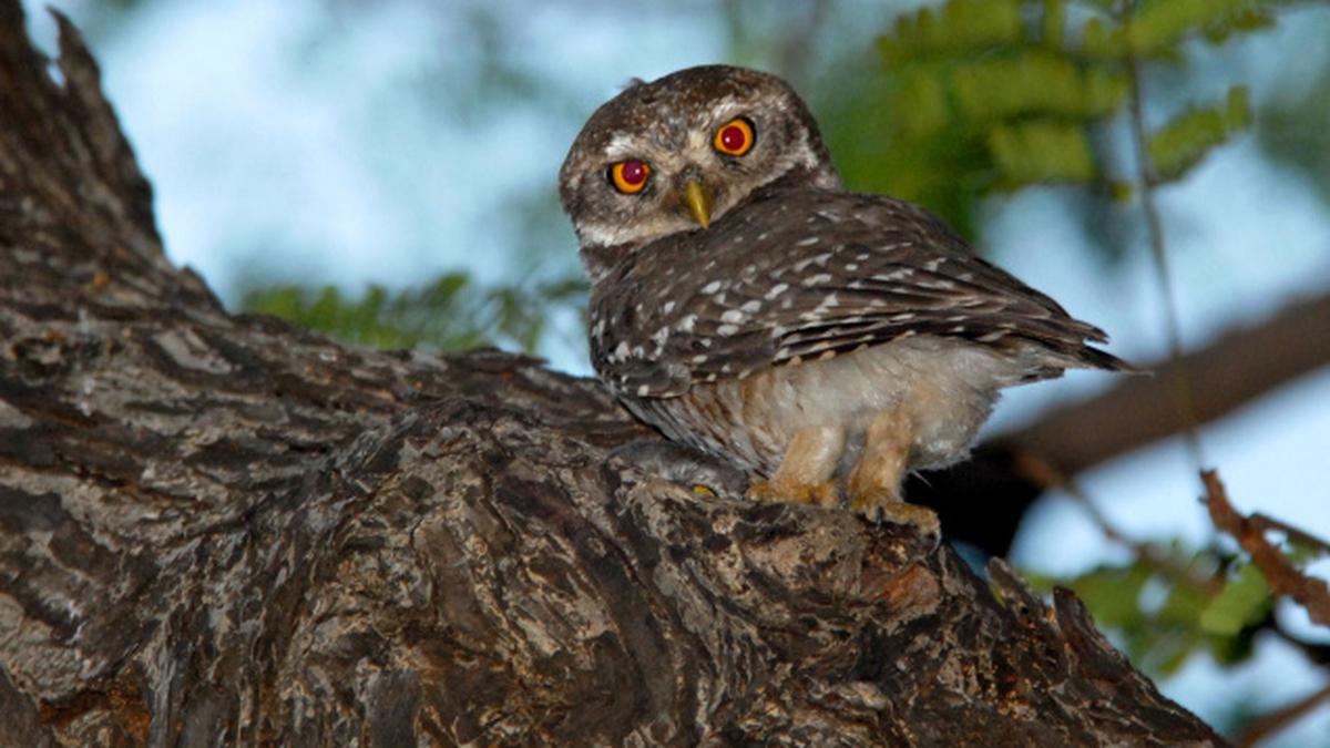 Over to owls The Hindu