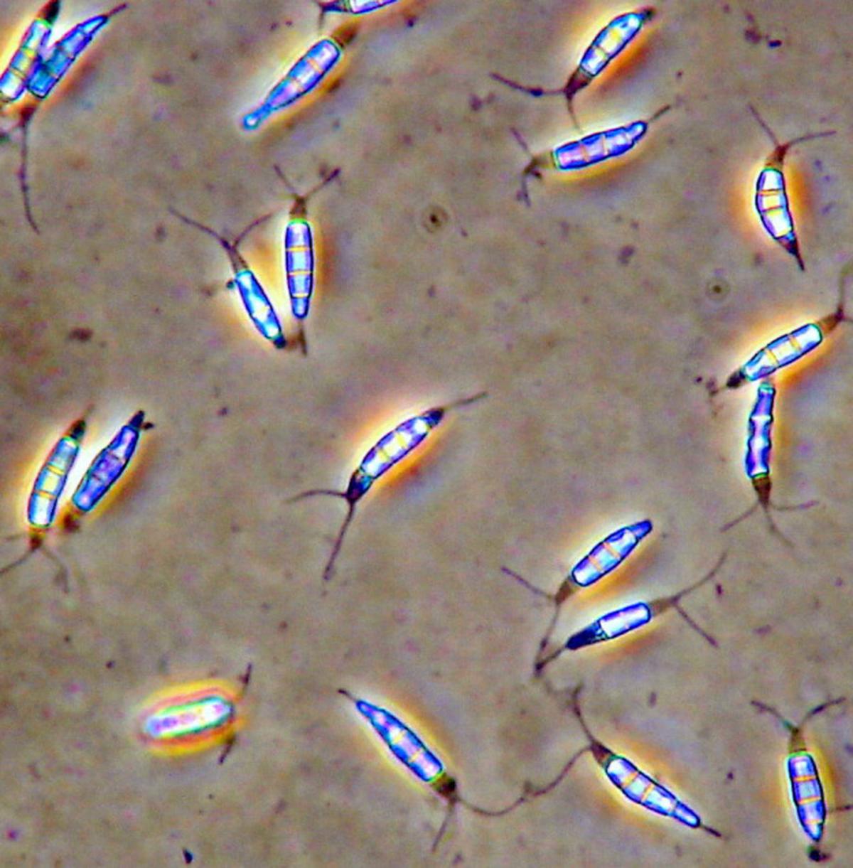 Heatresistant fungal spores found in Western Ghats The Hindu