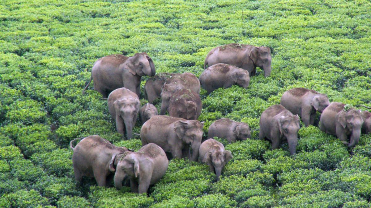 Corridors for free movement of elephants in Valparai plateau will