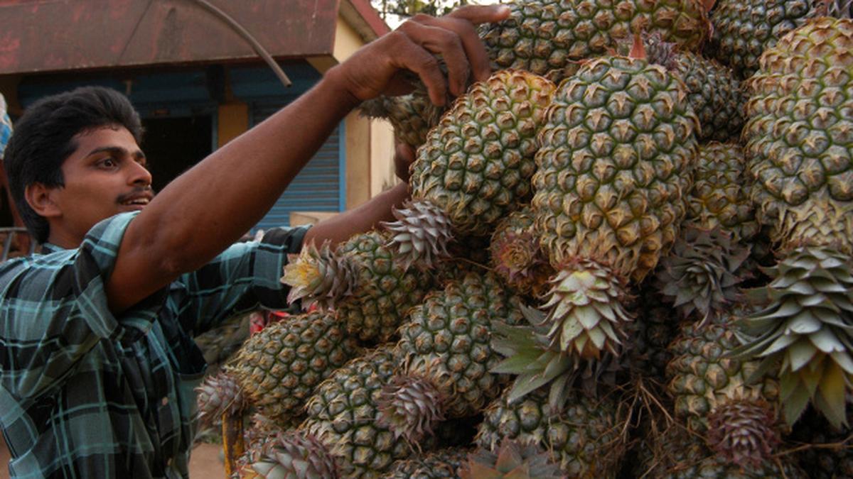 Ramzan windfall in ‘pineapple republic' The Hindu