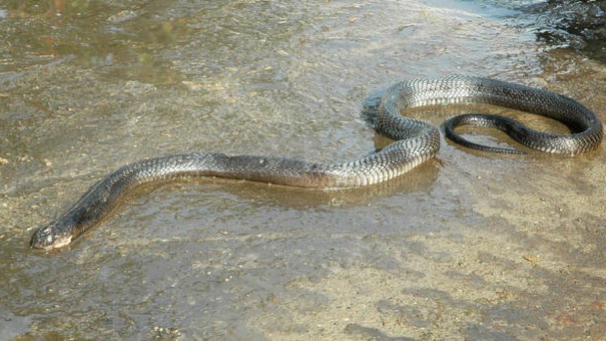 Question corner Snake The Hindu