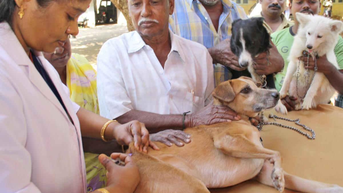 India Has Highest Rabies Death In Asia The Hindu