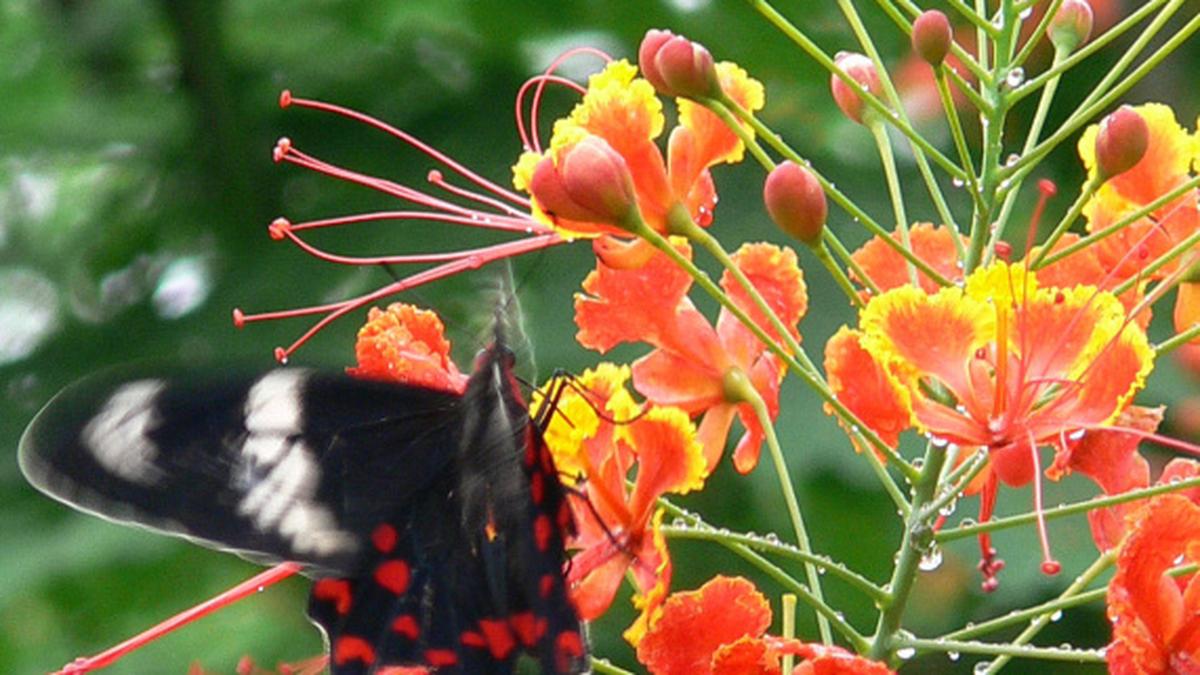 Bring forests closer home - The Hindu