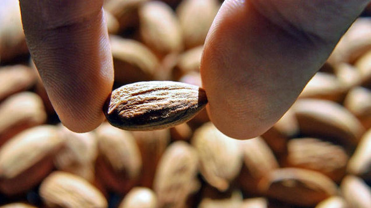 We all want almonds The Hindu