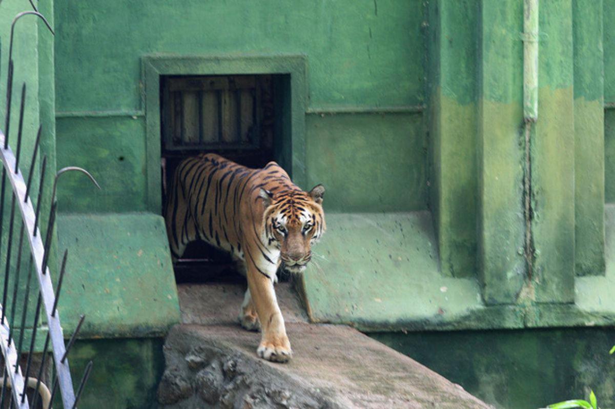 Dhoni adopts Mysore zoo tiger - The Hindu
