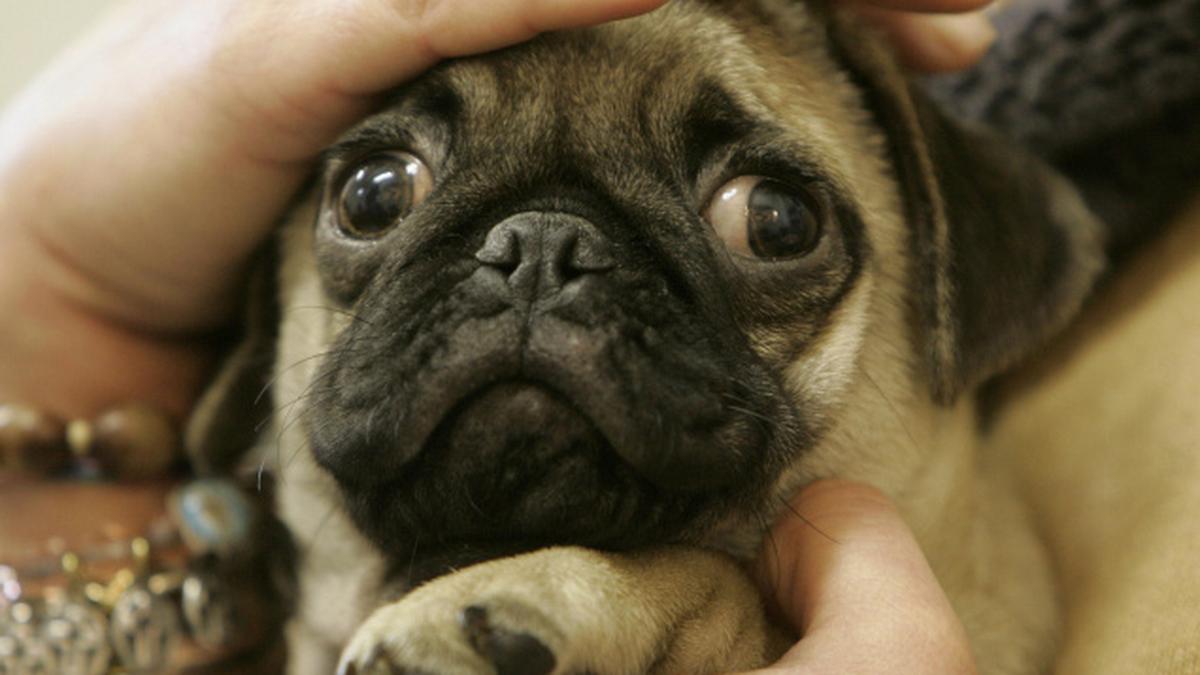 EU allows drug tests on pets The Hindu