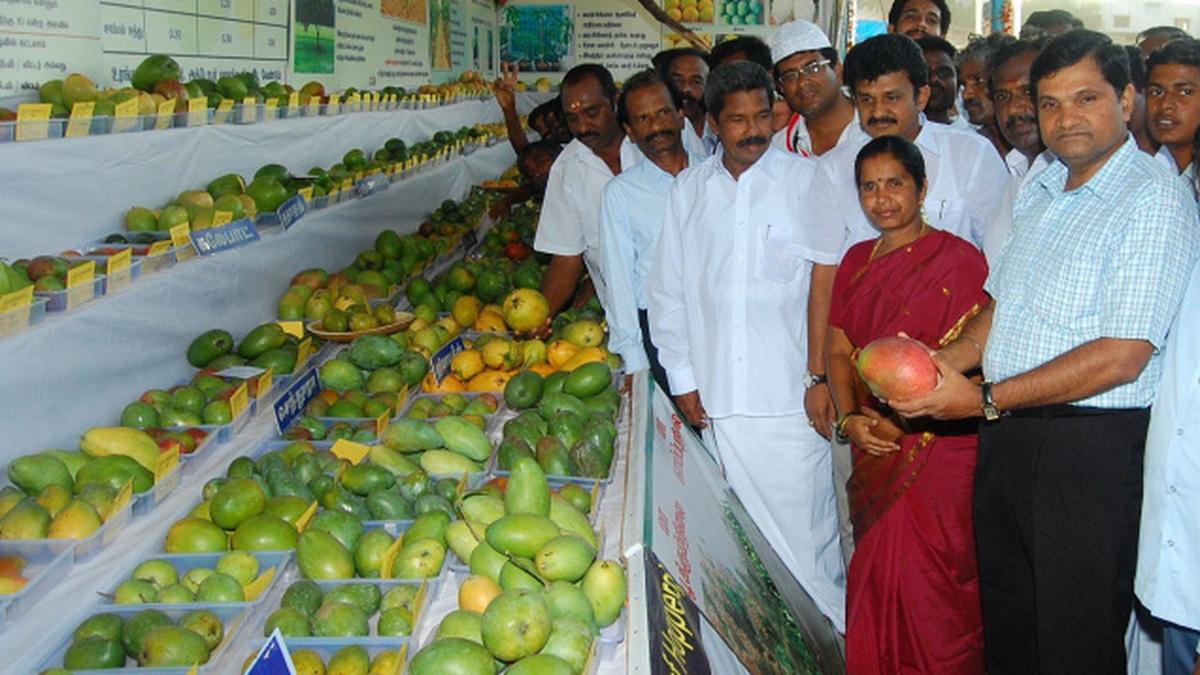 Mango farmers to be taught Israeli techniques Collector The Hindu