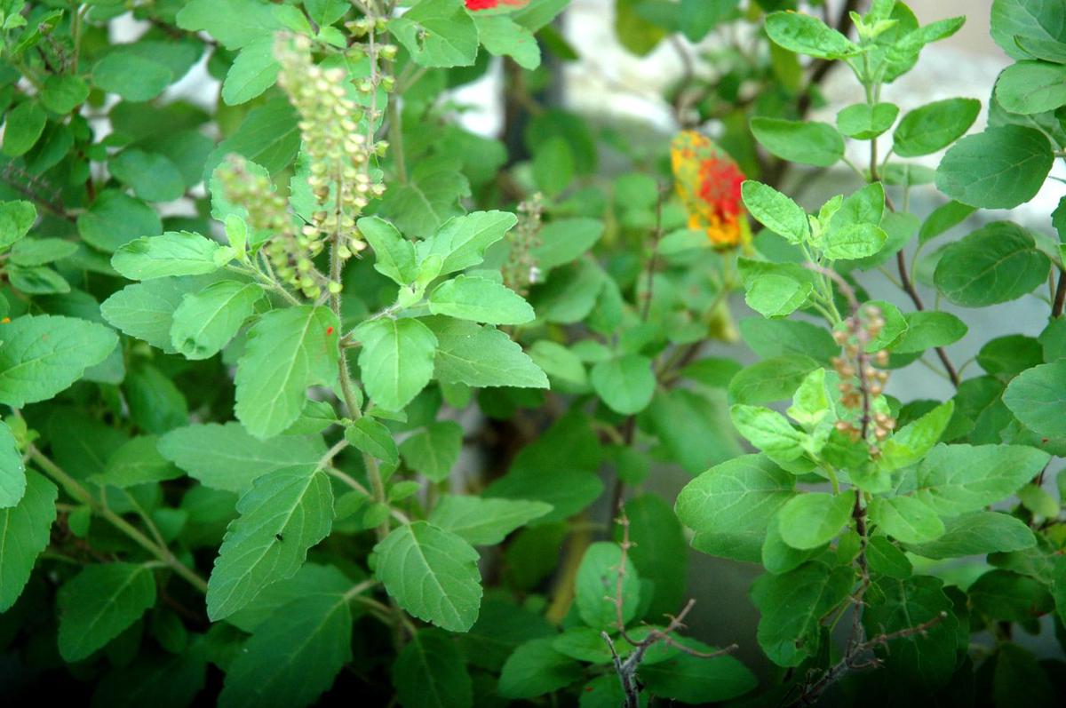 Significance of tulsi - The Hindu