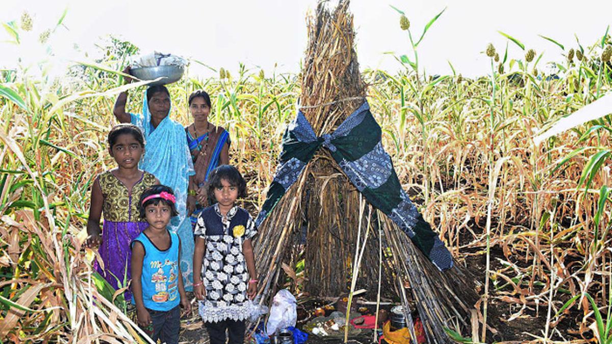 Farmers Celebrate ‘Ellu Amavasya’ - The Hindu