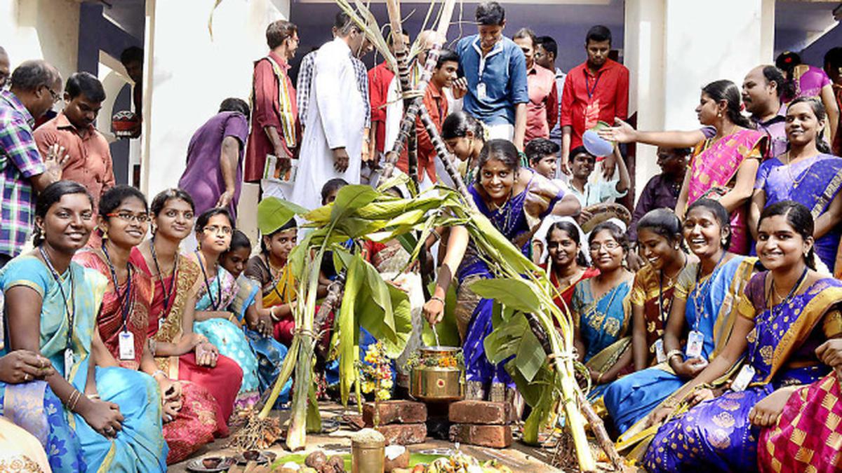 Pongal celebrated - The Hindu