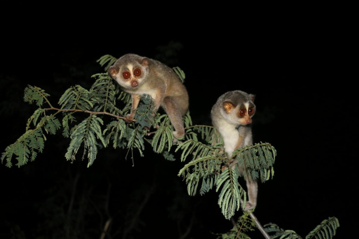 In search of the Slender Loris - The Hindu
