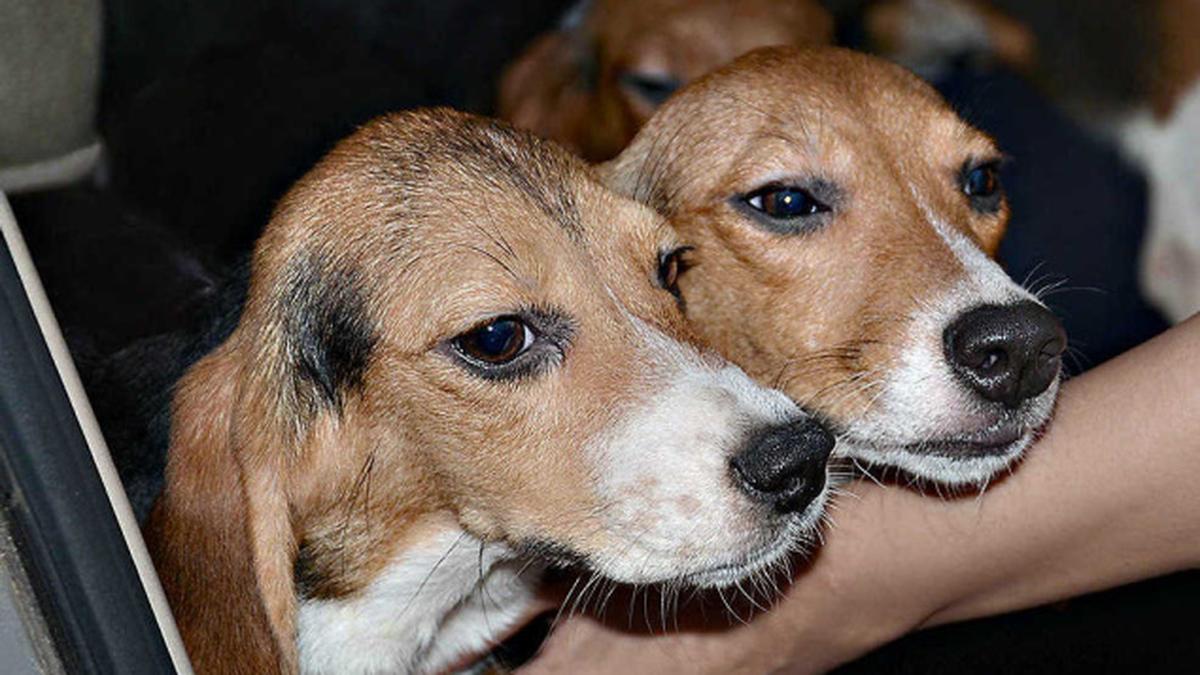 64 Beagles escape experiments The Hindu