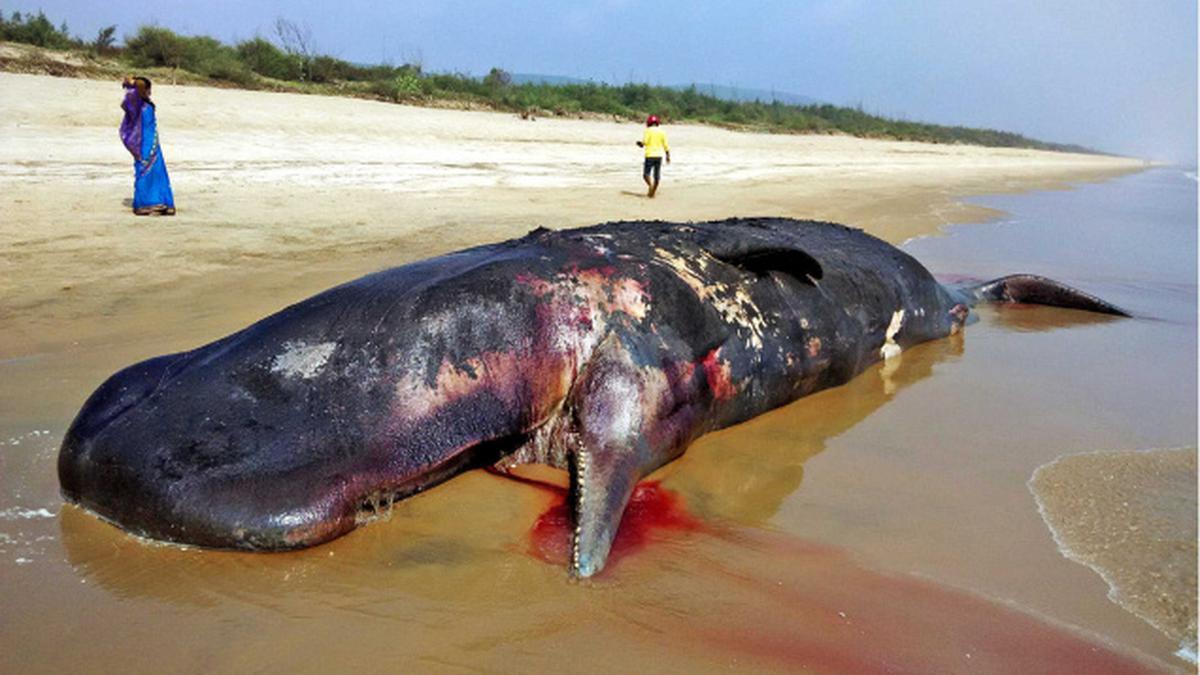 Carcass of sperm whale washes ashore at Rushikulya rookery in Odisha - The  Hindu