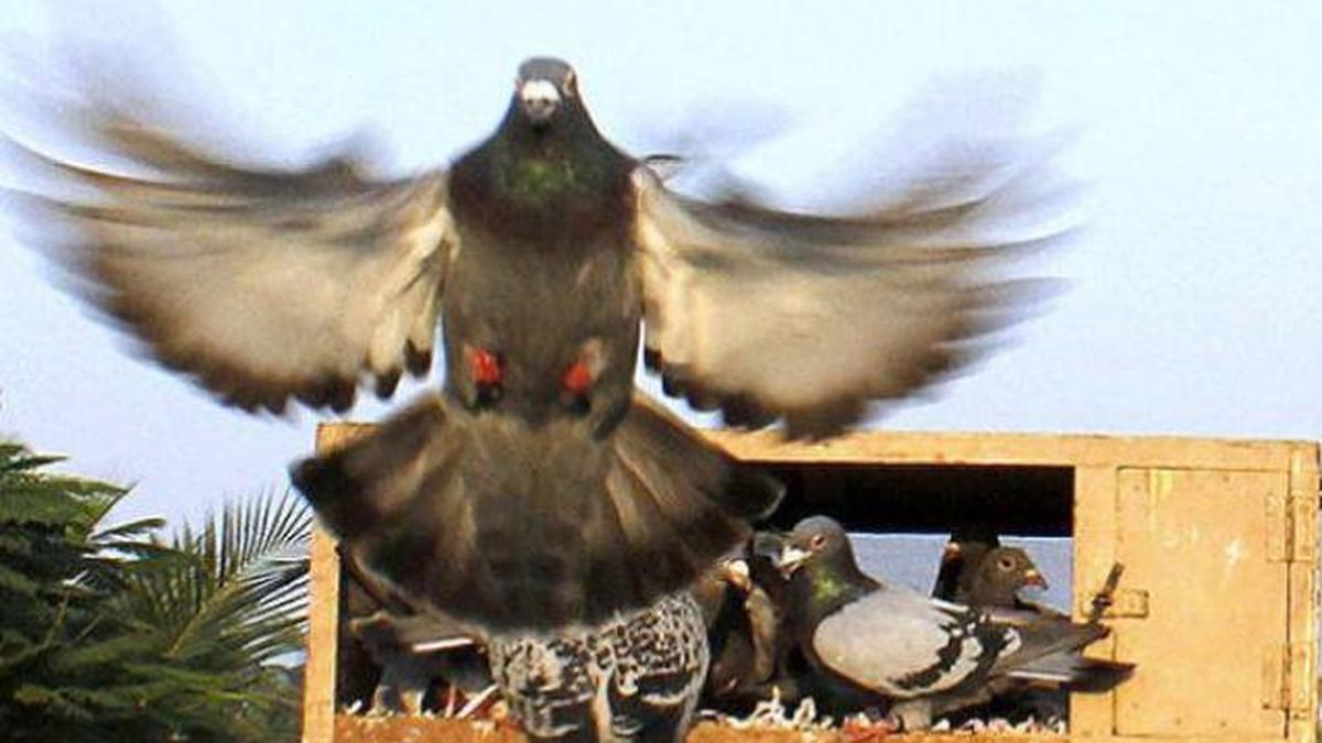 Many pigeons taking part in race fail to return home The Hindu