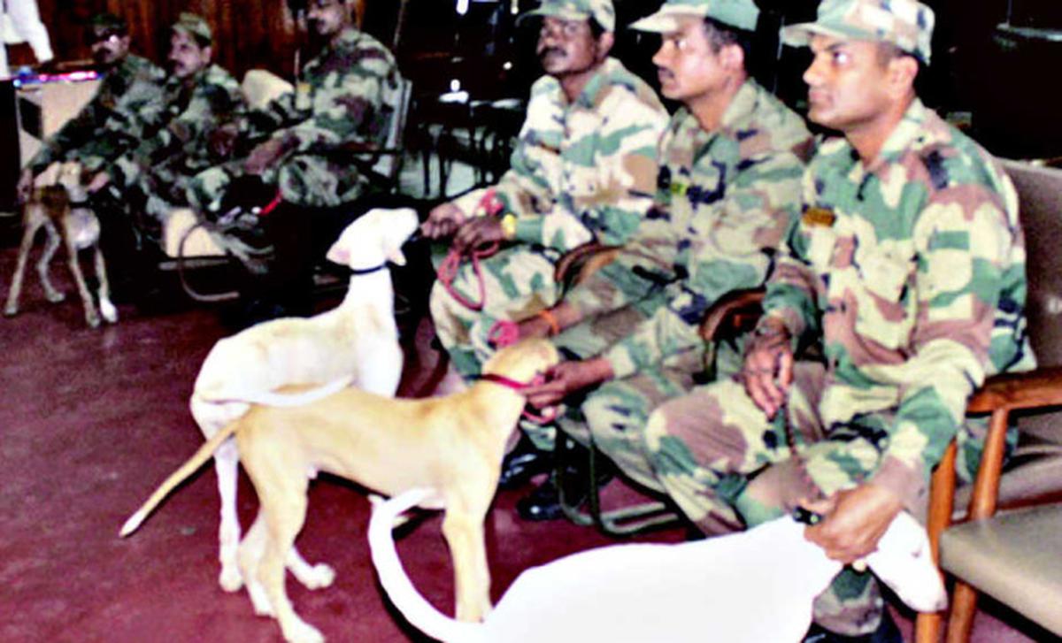 Mudhol hounds now part of Army's sniffer squad - The Hindu