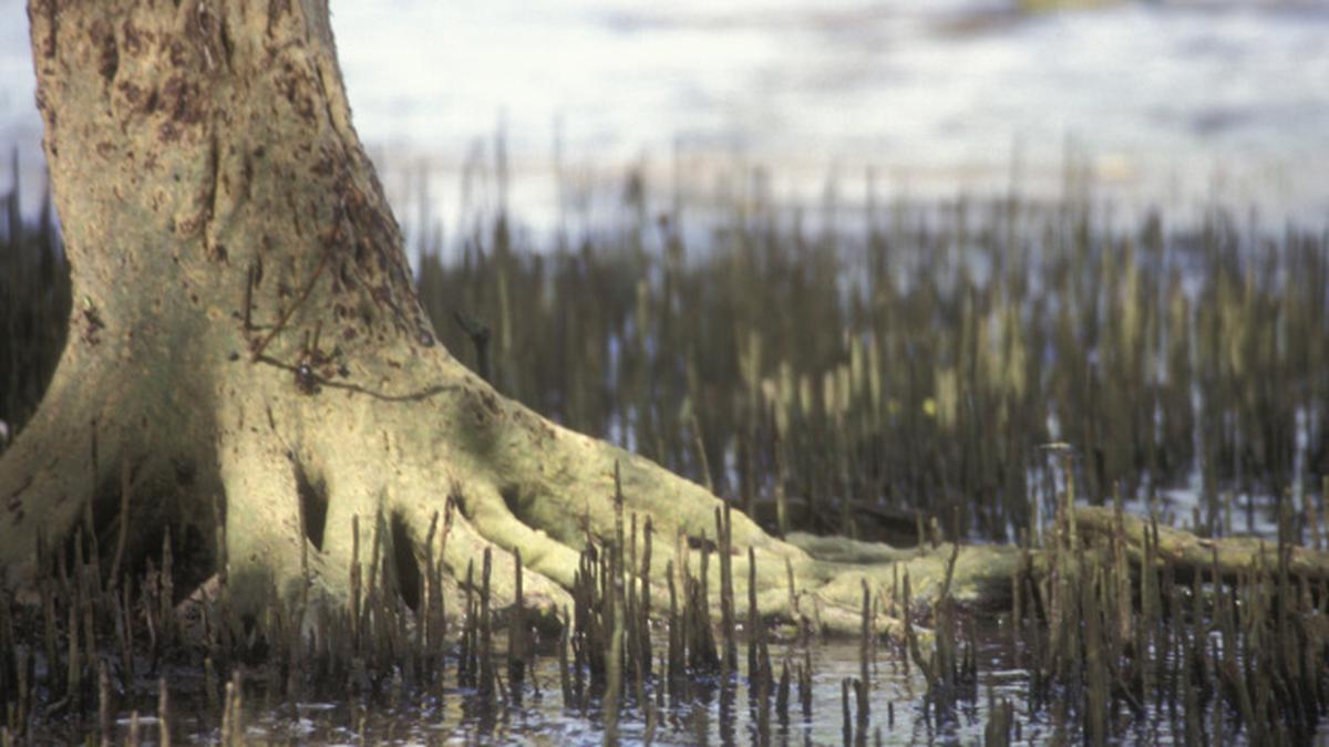 mangrove breathing roots