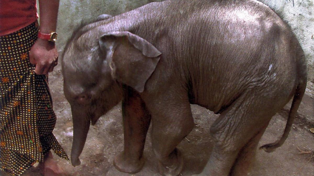 Elephant calf, separated from herd, shifted to kraal - The Hindu