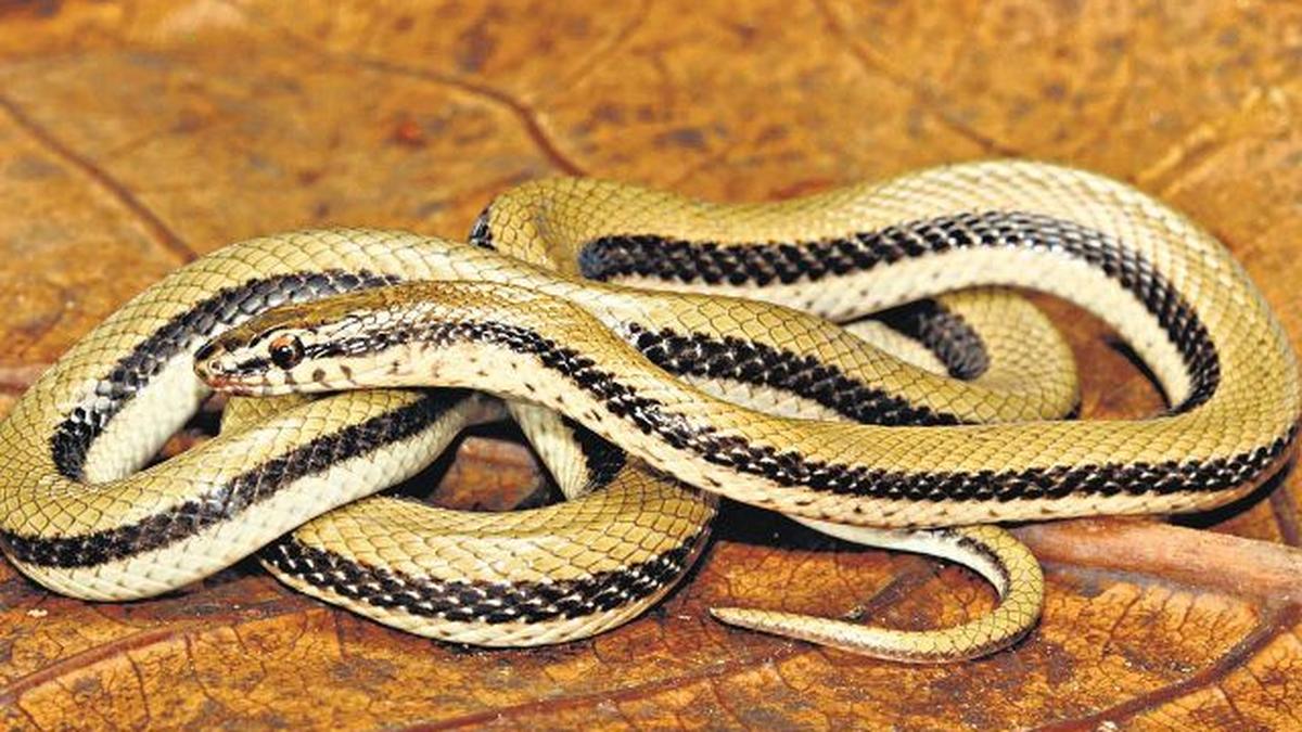 New snake species discovered in Gujarat The Hindu
