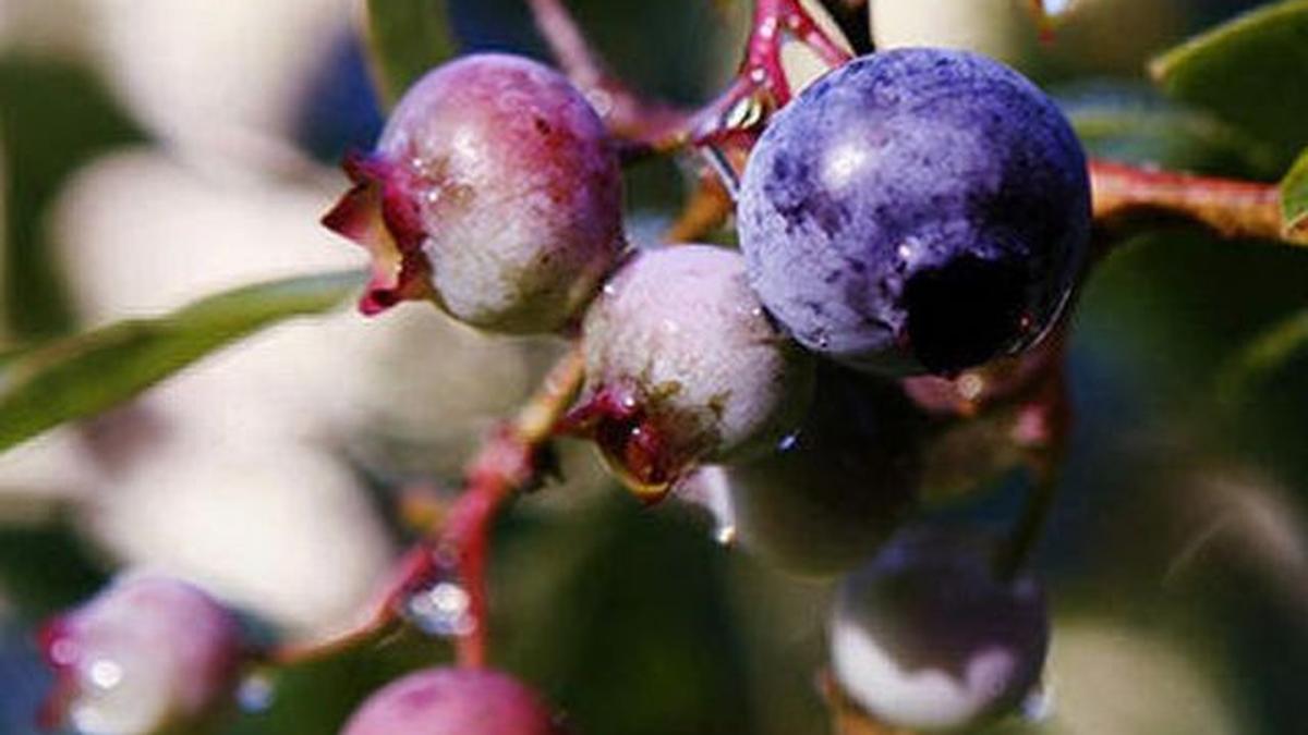 Blueberries may help beat Alzheimer’s study The Hindu