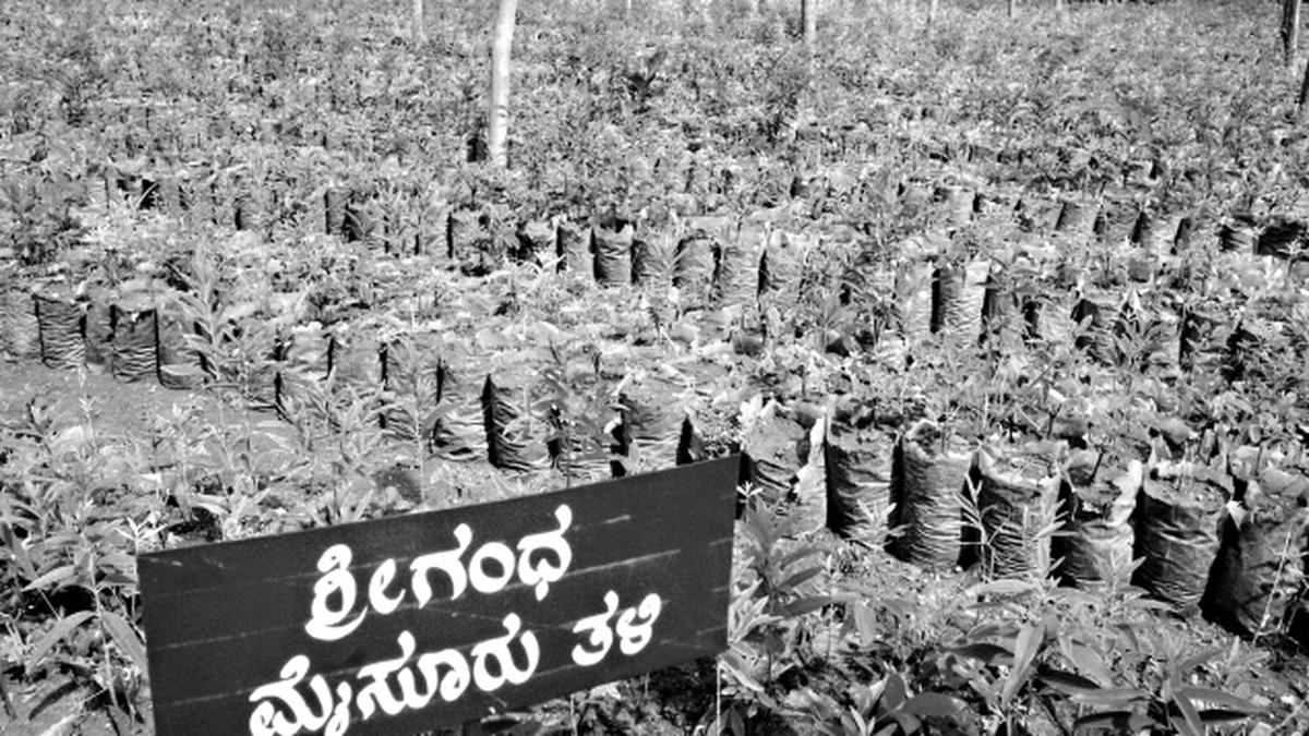 Lakhpati Sheti - Siddhagiri Math Agriculture