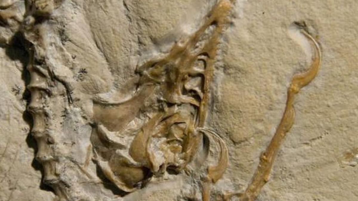 Many species may vanish without fossil trace study The Hindu