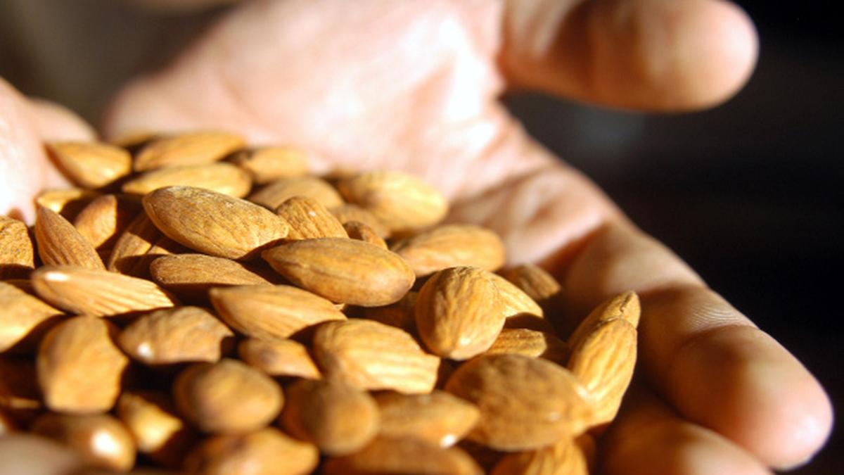 Almonds A handful of health The Hindu