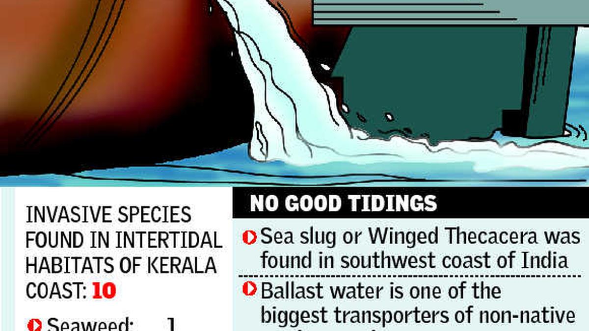Ballast water bringing invasive species to coasts The Hindu