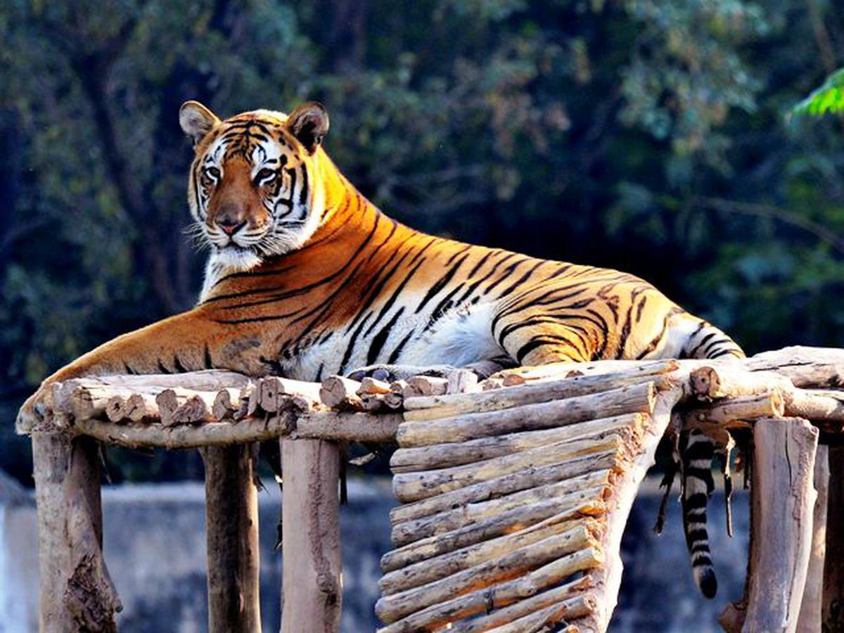 Tiger Habitat School Project