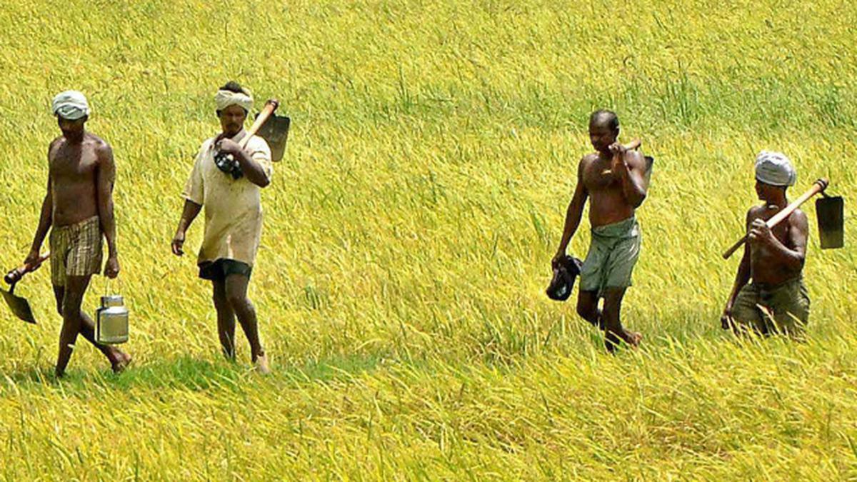 Time to skip Kuruvai crop? Debate rages in Cauvery delta - The Hindu