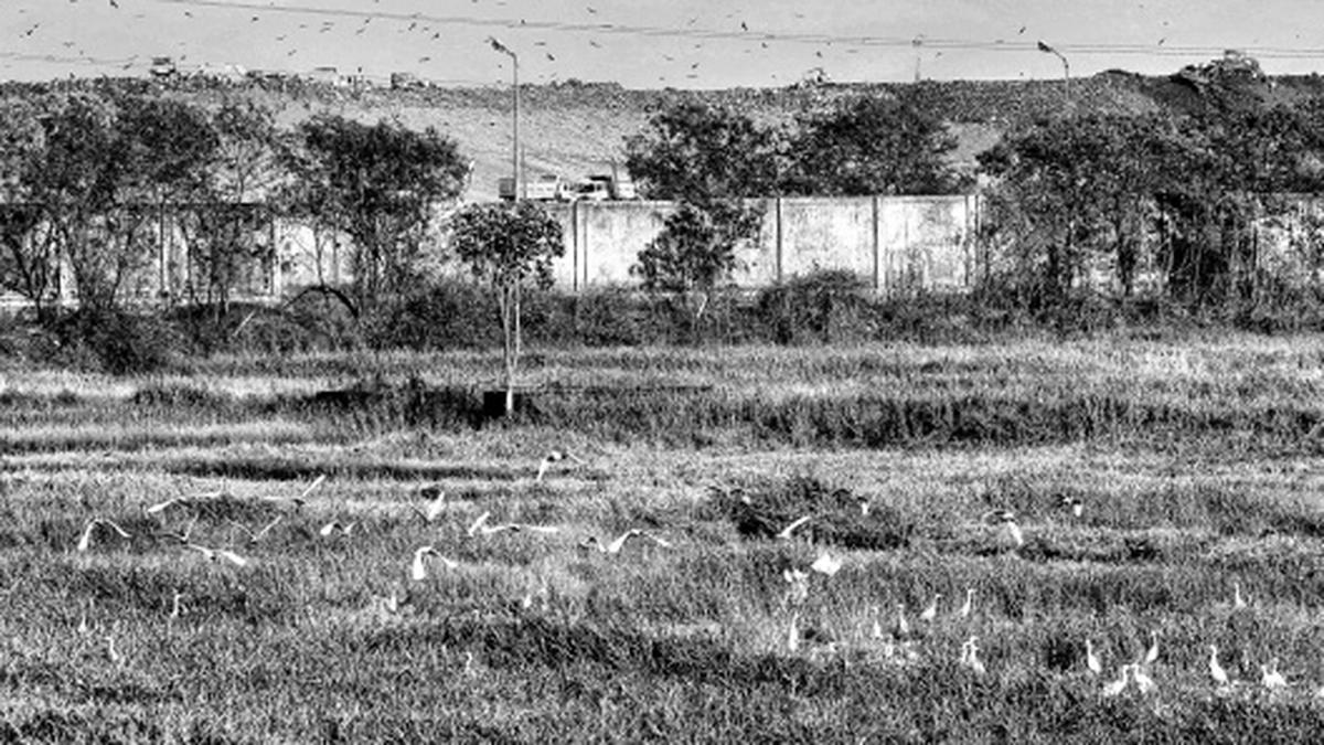 Kanjur dumping ground: BMC hits legal wall - The Hindu