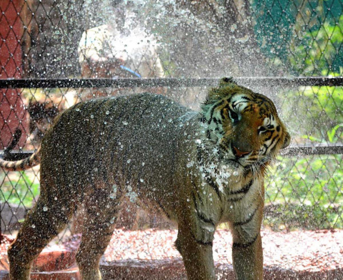 Special steps to keep the zoo animals cool - The Hindu Special steps to keep the zoo animals cool - The Hindu