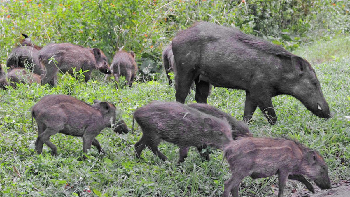 ryots-in-ts-worried-as-culling-of-wild-boars-is-a-non-starter-the-hindu