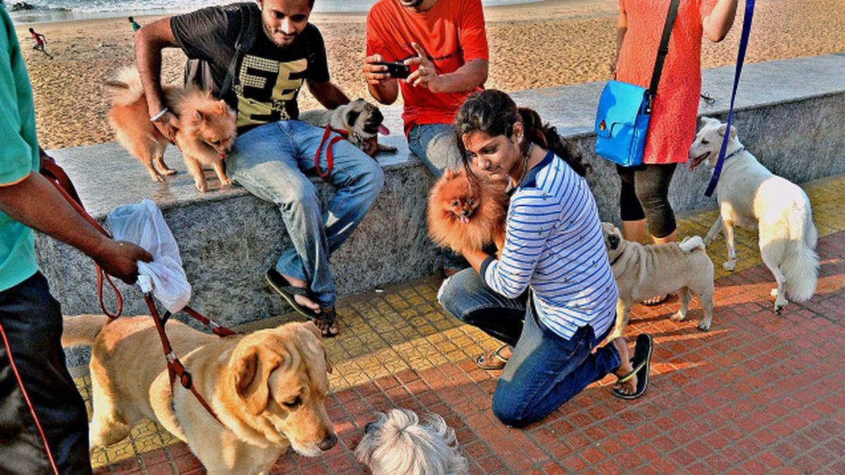 Moto Paws Glowing collars for canine friends The Hindu