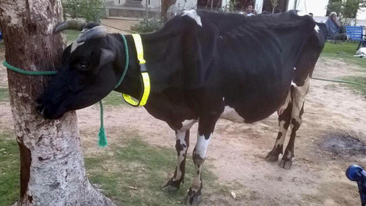 Reflective collars to save strays at night - The Hindu