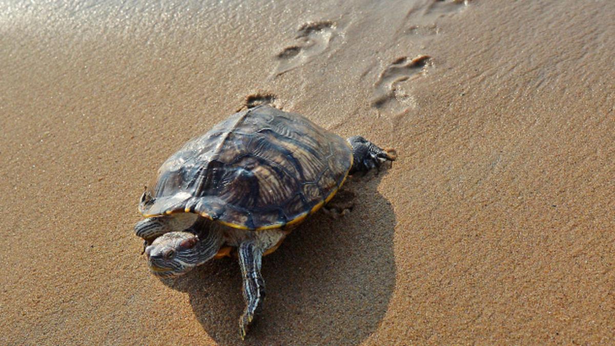 In Situ Conservation Method A Boon For Olive Ridley Turtles The Hindu 