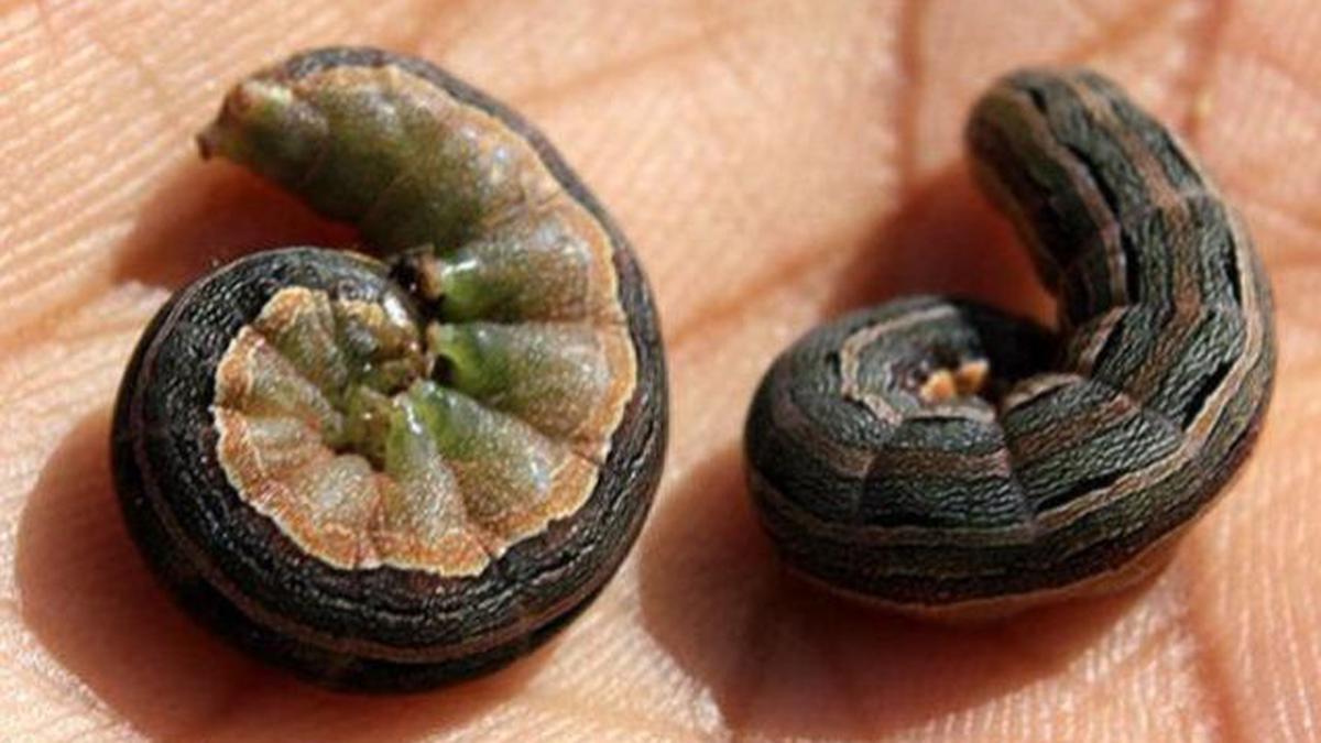 Army Worms Invade Paddy Fields The Hindu