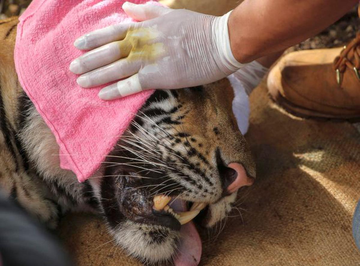 Two tiger cubs found frozen, infused in wine in central Vietnam