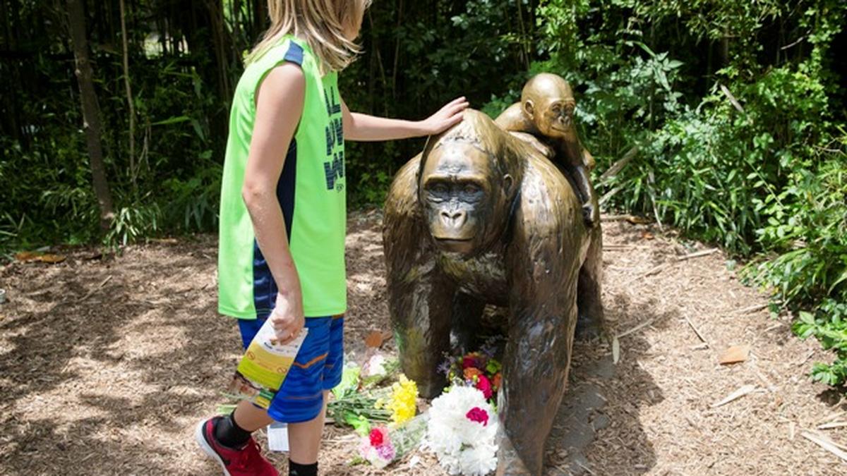 Comment article by Aseem Shrivastava on the death of a gorilla in