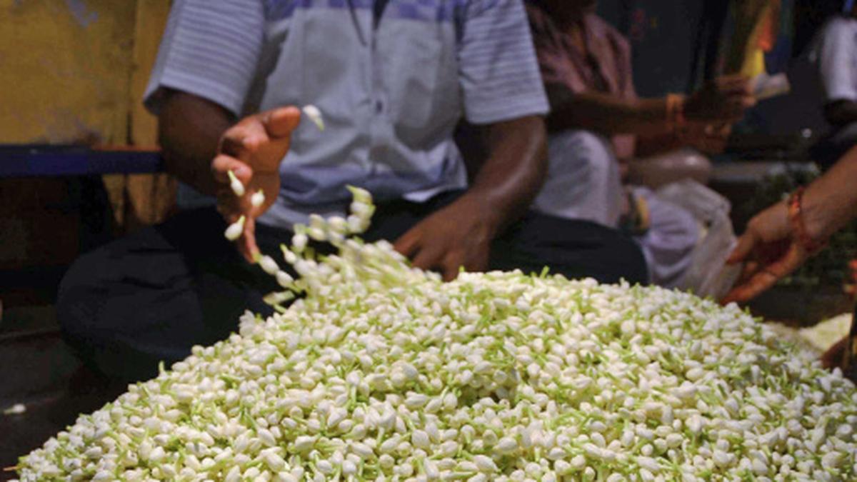 High yield of jasmine cheers farmers The Hindu