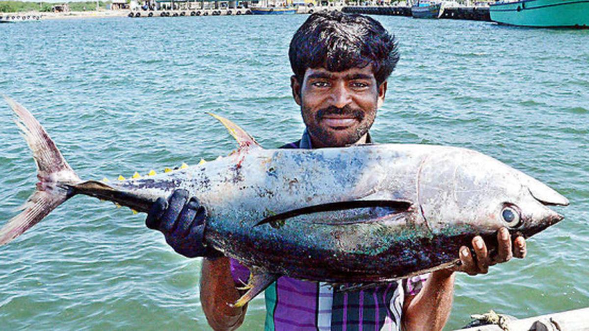 A good haul of tuna fish The Hindu