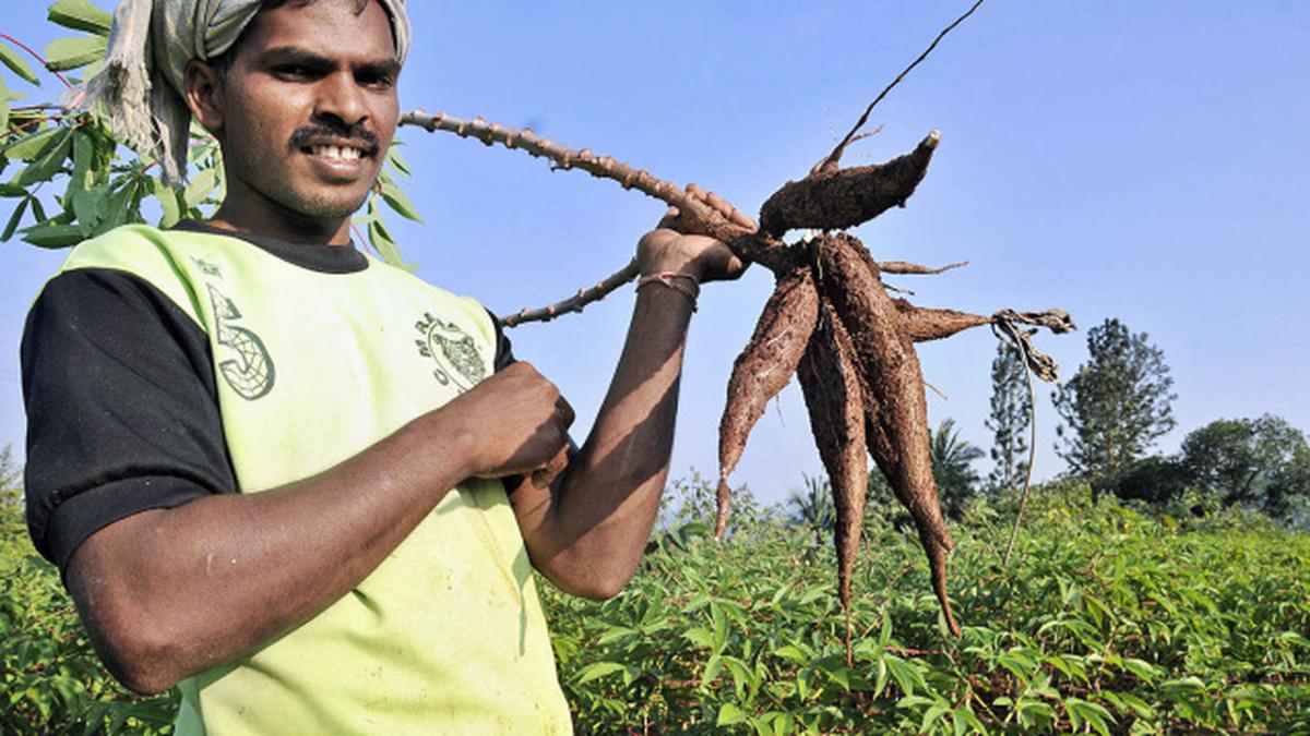 Horticulture Research Station comes back to Peddapuram - The Hindu