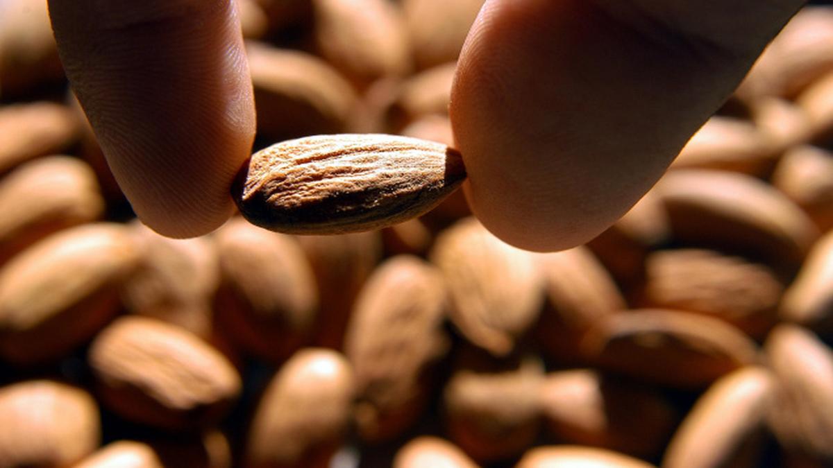 Almonds may reduce risk of cardiovascular disease among Indians study